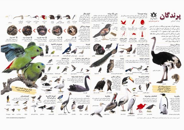 پوستر علمی پرندگان
