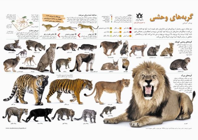 پوستر آموزشی گربه های وحشی/ شیر/ ببر/ پلنگ/یوزپلنگ