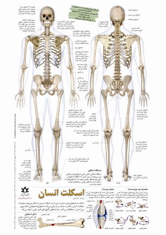 پوستر آموزشی اسکلت انسان « پوسترهای آموزشی دانشنامه دانش‌آموز