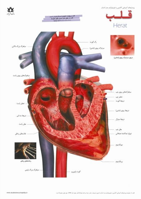 پوستر آناتومی قلب انسان