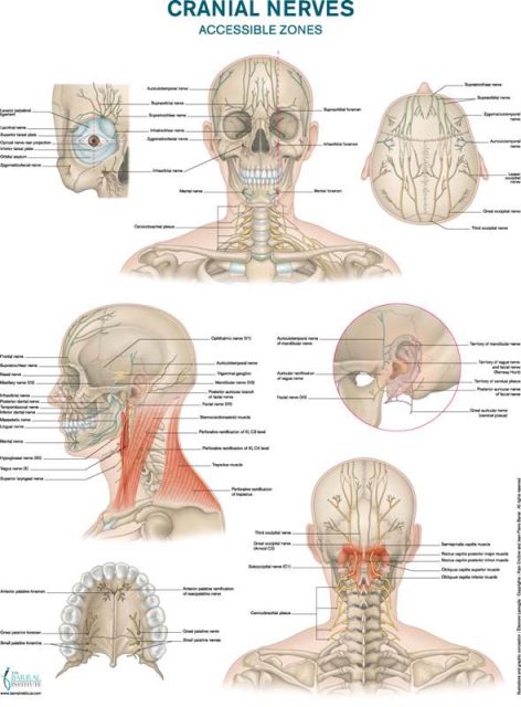 پوستر اعصاب مغزی- جمجمه ای در ناحیه دسترس - Cranial Nerves Poster