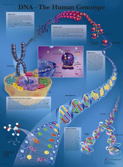 پوستر ژنوتیپ انسانی یا دی ان ای DNA