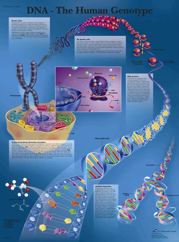 پوسترهای ژنوتیپ انسانی یا دی ان ای DNA | دانشنامه دانش آموز