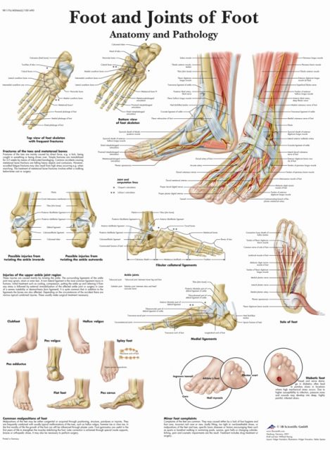 پوستر آناتومی و پاتولوژی پا و مفاصل پا