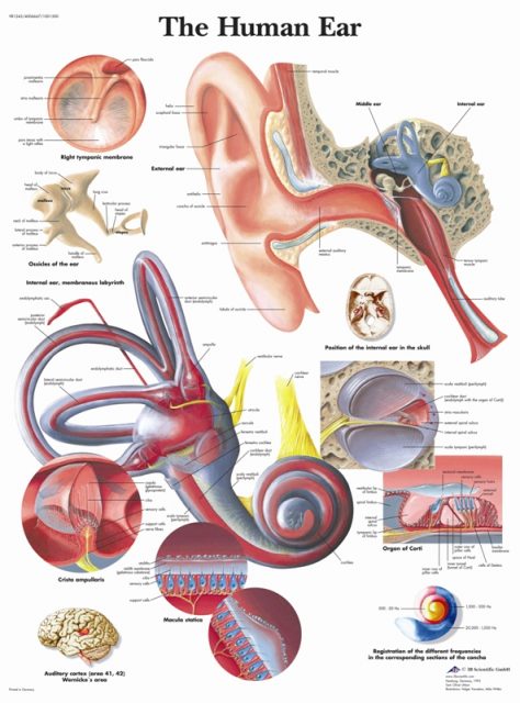 پوستر گوش انسان - The Human Ear Poster