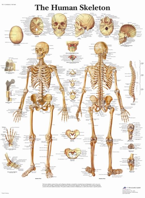 پوستر اسکلت انسان و دستگاه اسکلتی - The Human Skeleton Poster