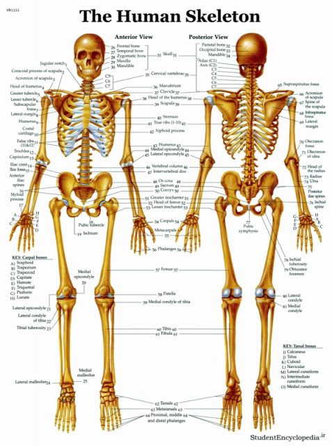 پوستر اسکلت انسان و دستگاه اسکلتی - The Human Skeleton Poster