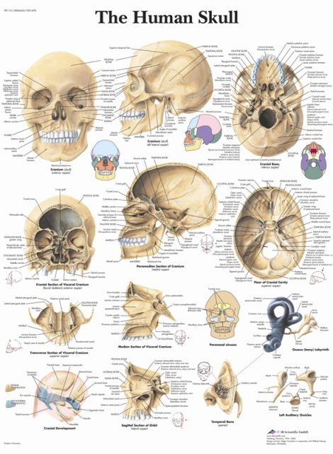 پوستر جمجمه انسان - The Human Skull Poster