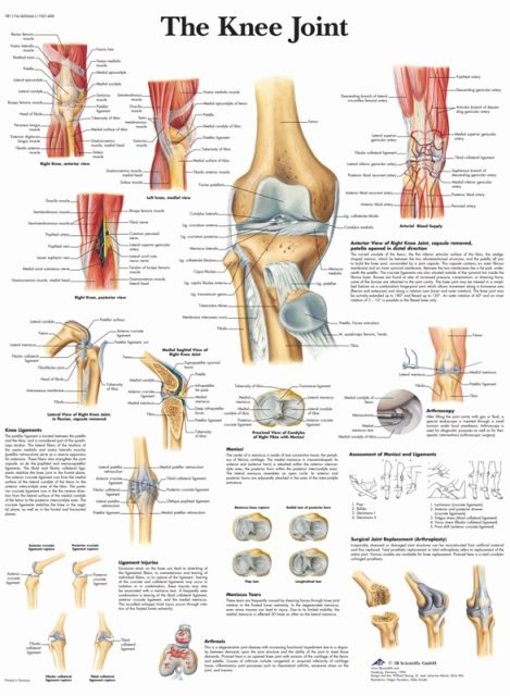 پوستر آناتومی مفصل زانو - The Knee Joint Poster