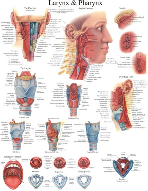 پوستر آناتومی حلق و حنجره - Larynx and Pharynx Poster