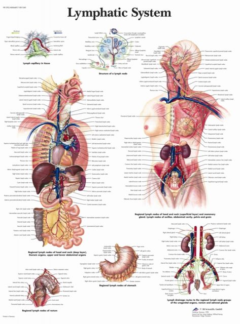 پوستر دستگاه لنفاوی و ایمنی - Lymphatic System Poster