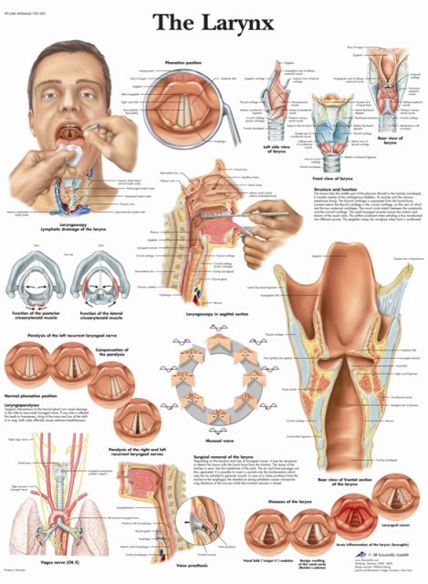 پوستر آناتومی حلق و حنجره - The Larynx Poster