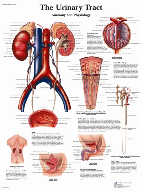 پوستر آناتومی دستگاه ادراری - The Urinary Tract Poster