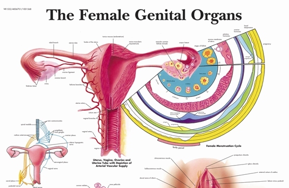 پوستر دستگاه تناسلی زنان، مامایی، بارداری، حاملگی و زایمان - The Female Genital Organs Poster