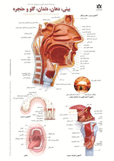 پوستر آموزشی  آناتومی بینی، دهان، دندان، گلو و حنجره