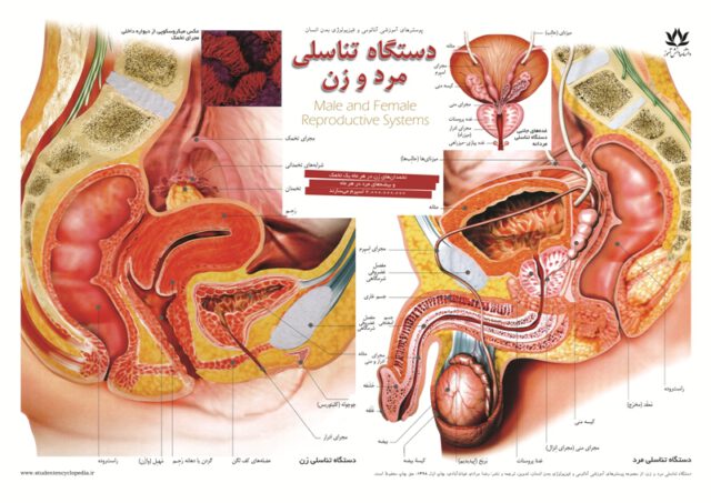 13 حقیقتی که در مورد بدن خود نمیدانید