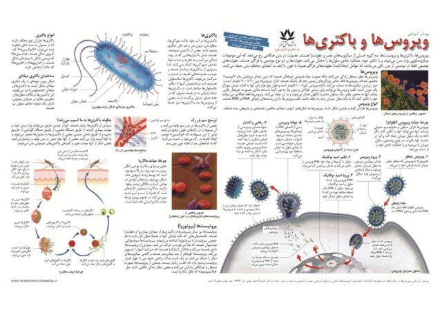 پوستر آموزش ویروس و باکتری و نحوه تکثیر و مبارزه با عفونت