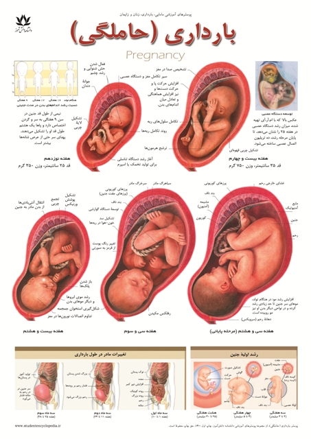 پوستر مامایی و بارداری (حاملگی)