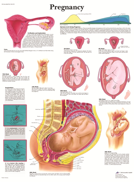 پوستر بارداری و حاملگی به زبان انگلیسی