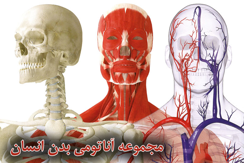 پوسترهای آموزشی آناتومی بدن انسان